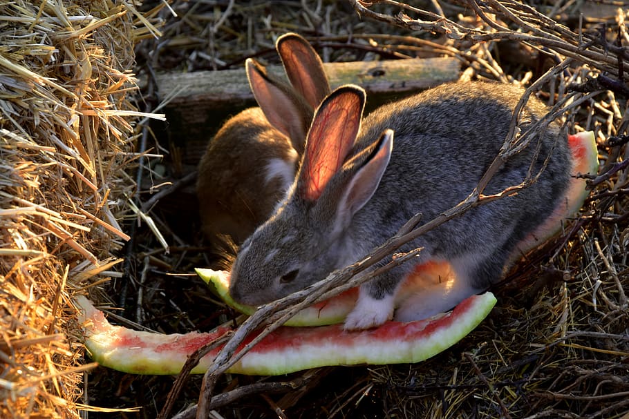 rabbit, vertebrate, animal themes, plant, animals in the wild HD wallpaper