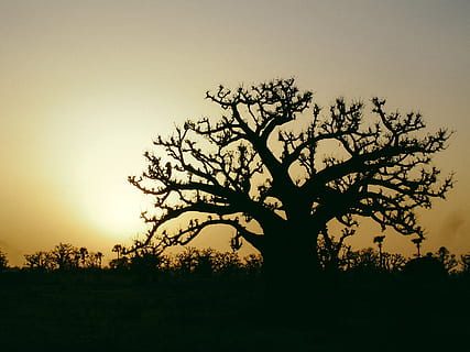 senegal, mbodiene, tree, baobab, plant, silhouette, tranquility HD wallpaper