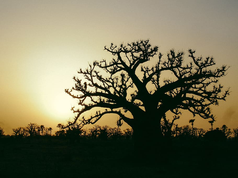 senegal, mbodiene, tree, baobab, plant, silhouette, tranquility HD wallpaper