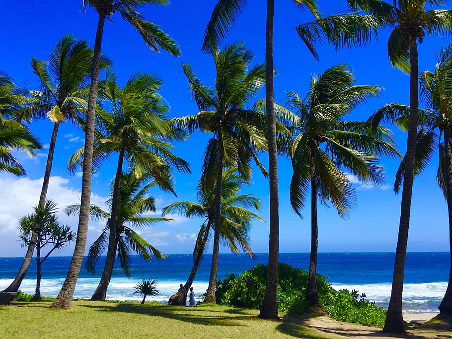 reunion, grande anse, palm tree, water, sky, plant, tropical climate HD wallpaper