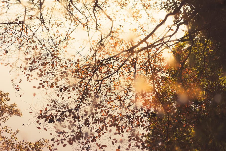 sky, tree, leaf, autumn, nature, plant, beauty in nature, branch HD wallpaper