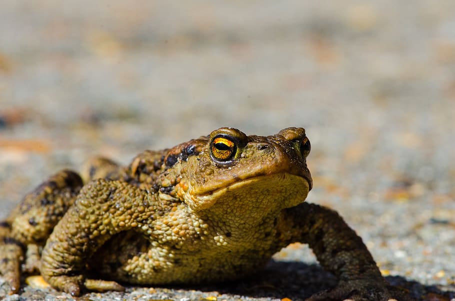 toad, frog, frog pond, high, amphibian, water creature, slick HD wallpaper