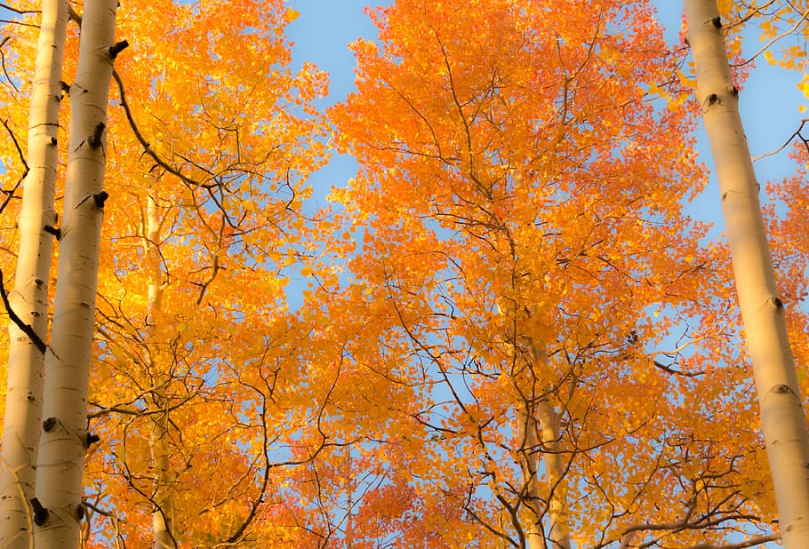 aspen, aspens, nature, forest, trees, fall, autumn, leaves HD wallpaper