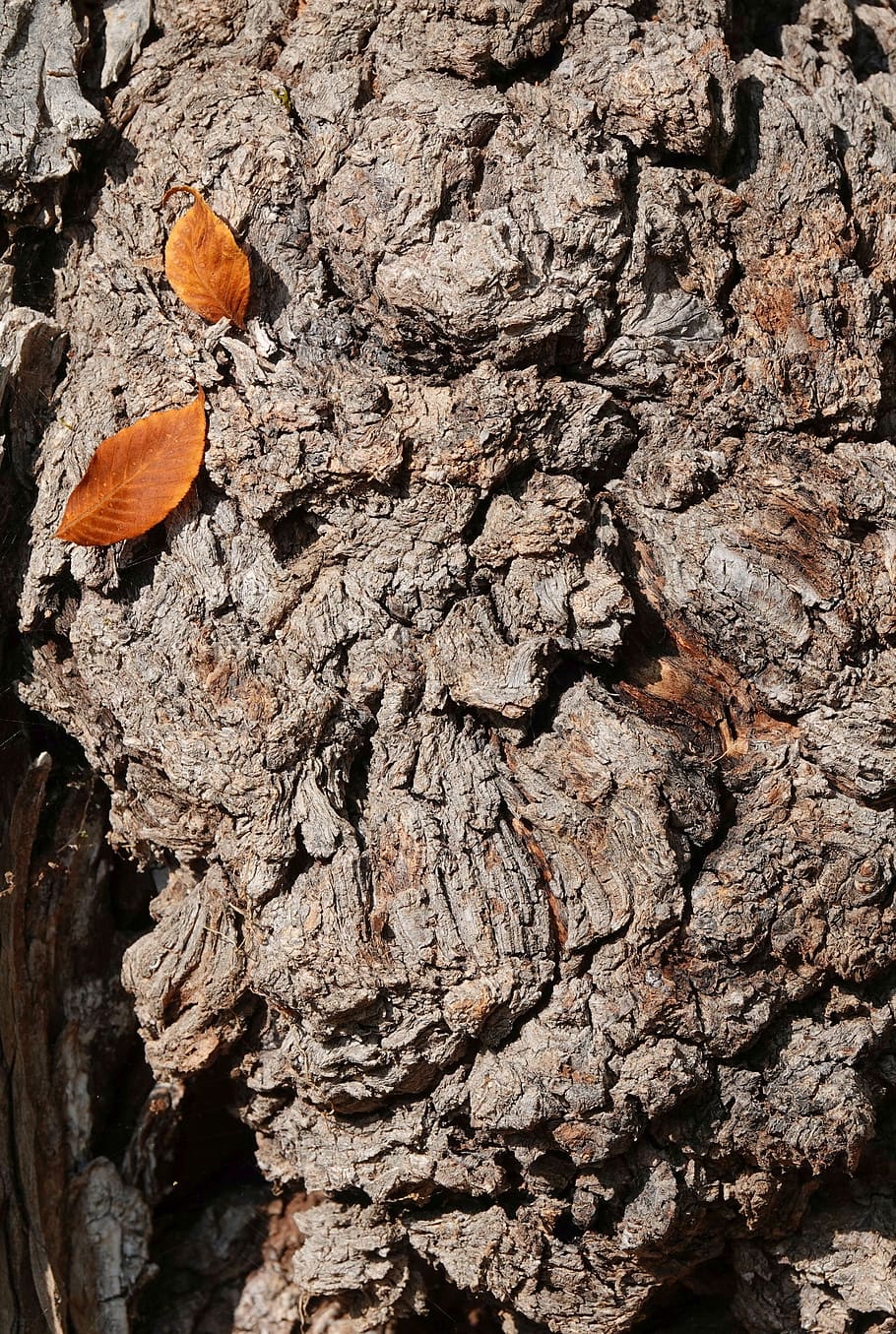 bark, tribe, tree, botany, nature, leaves, close up, background HD wallpaper