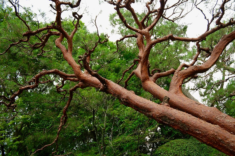 japan, kyoto, branches, tree, plant, growth, tree trunk, nature HD wallpaper