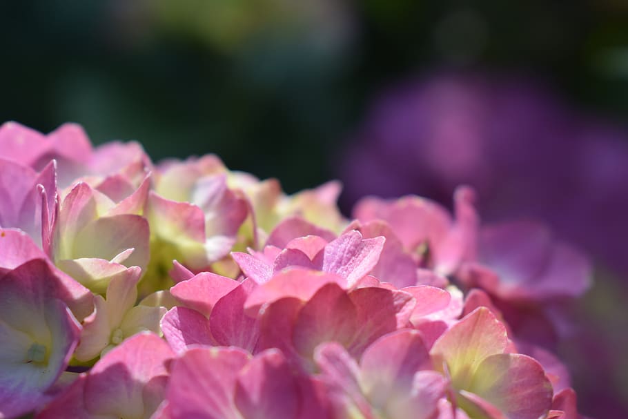 hydrangea, blossom, bloom, pink, beauty in nature, flowering plant HD wallpaper