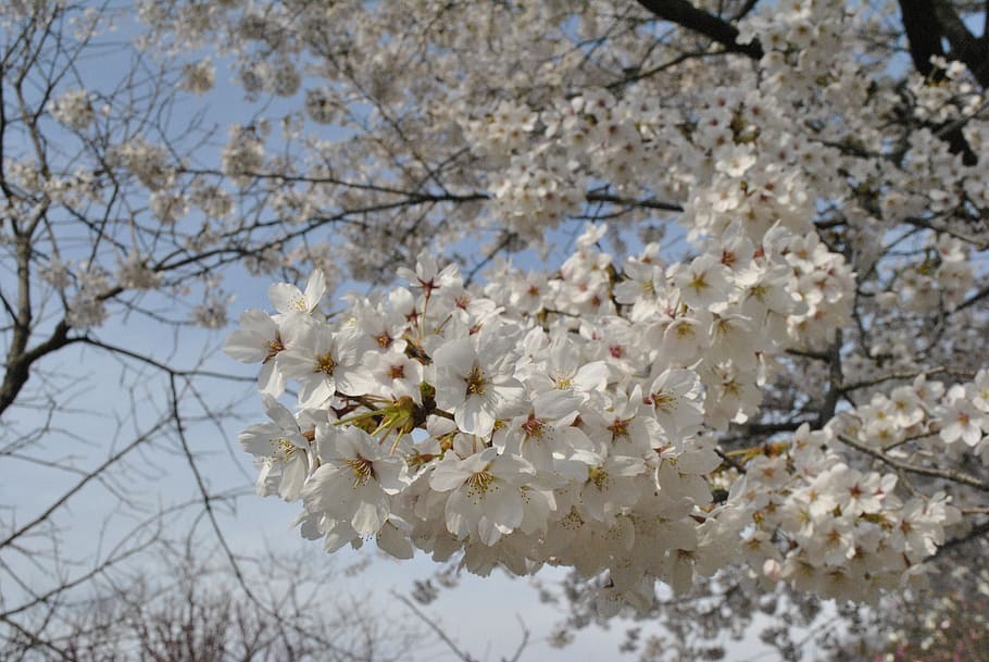 cherry blossom, pink, sky, spring, nature, wood, flowering HD wallpaper