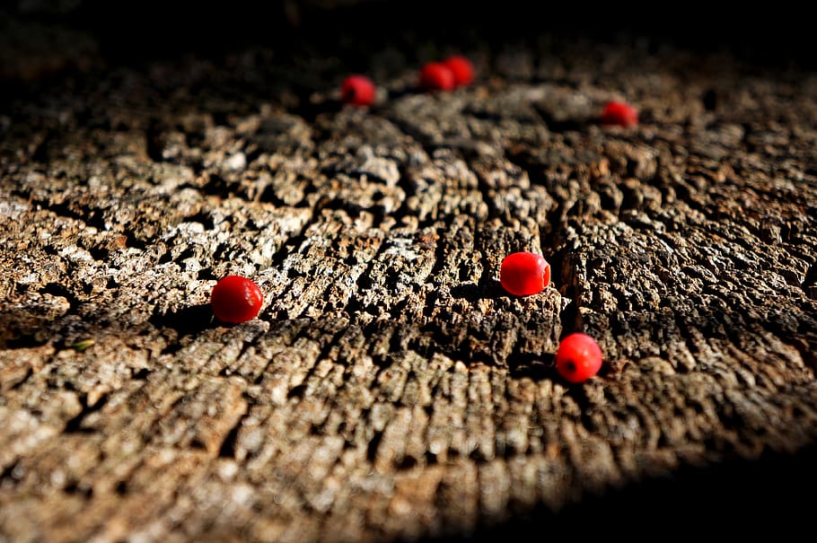 france, paris, forest, selective focus, close-up, red, no people HD wallpaper