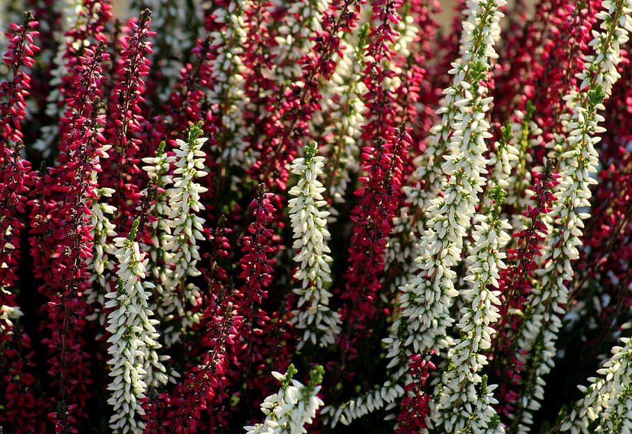 heather, colored, white - red, autumn, nature, in the fall HD wallpaper