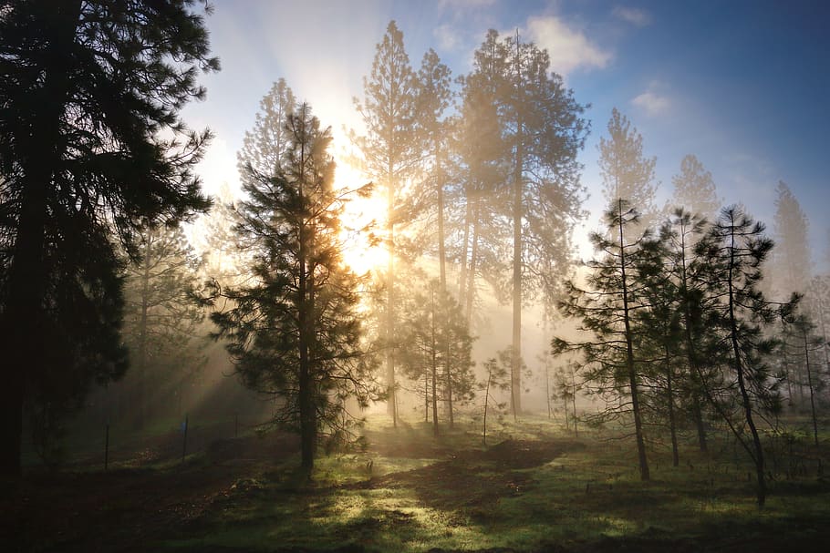 forest, fog, sunbreaks, morning, meadow, country, pinetrees, HD wallpaper