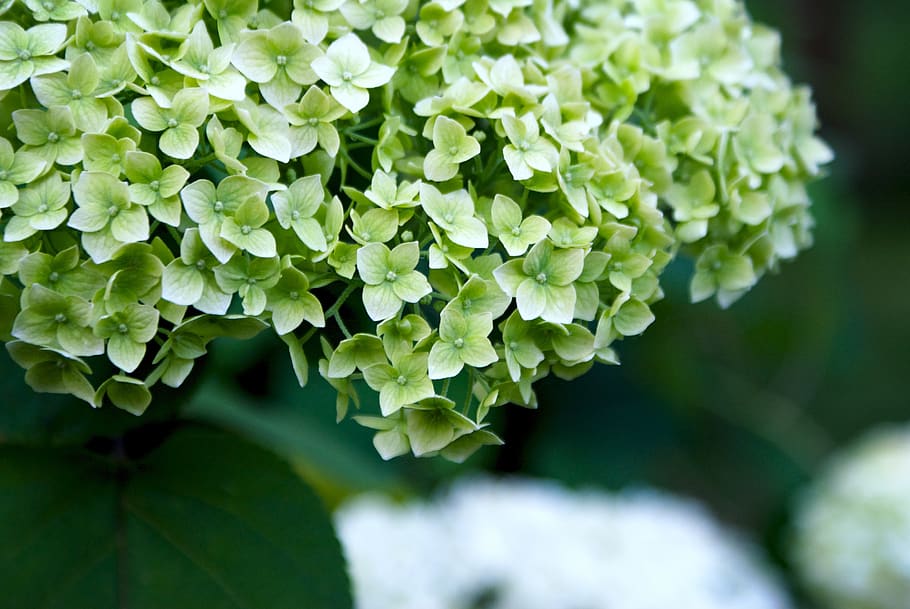 flowers, wedding, green, white, summer, growth, plant, beauty in nature HD wallpaper