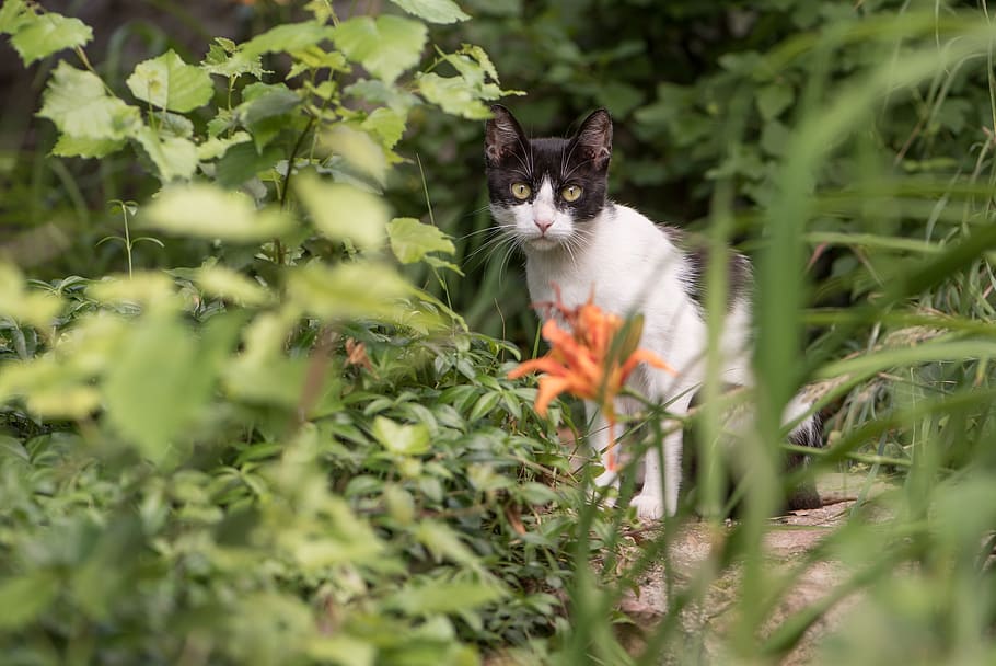 cat, kitten, black, white, spotted, pets, domestic cat, feline HD wallpaper