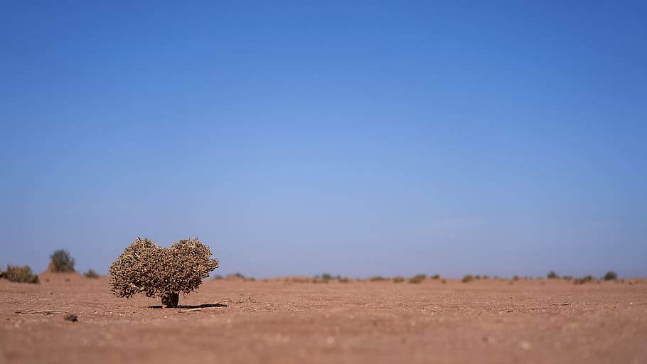 green-leafed tree, ground, nature, outdoors, desert, bush, vegetation HD wallpaper
