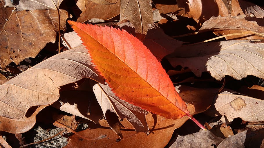 orange leaf, brown leaves, autumn, fall, desktop background, HD wallpaper