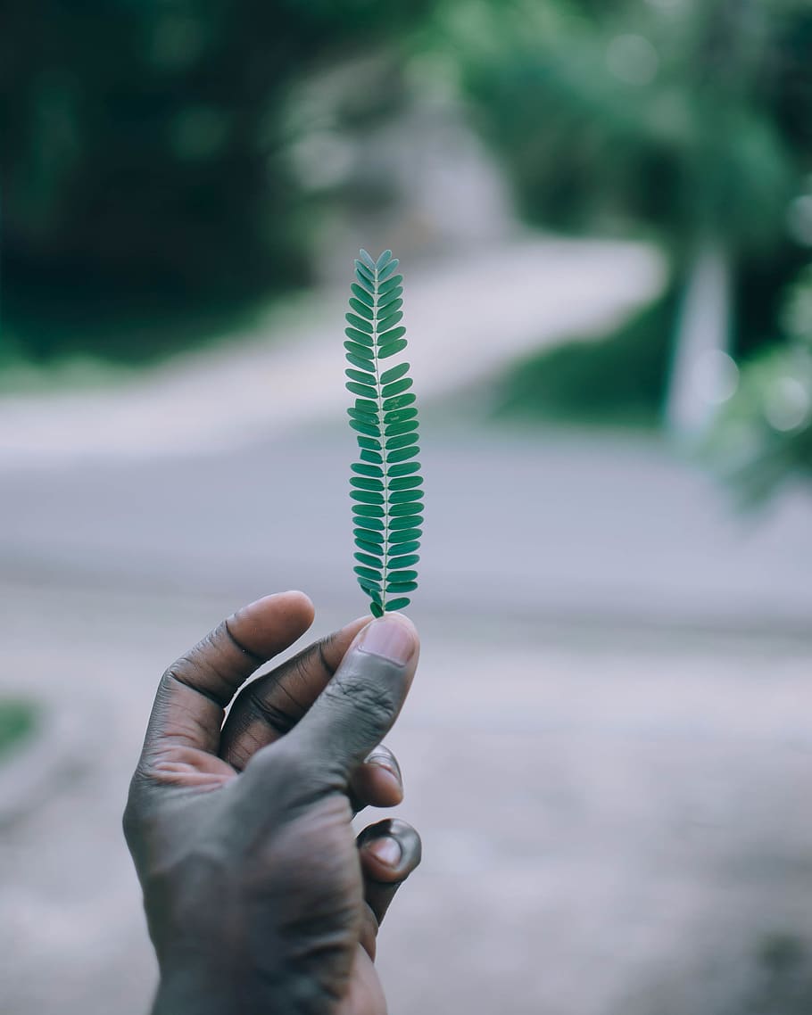 Person Holding Double-compound Leaf, green, hand, macro, human hand HD wallpaper