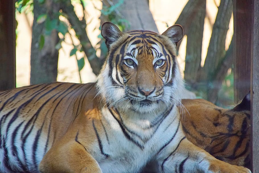 HD wallpaper: tiger, zoo, animals, nature, cat, mammal, wild, safari ...