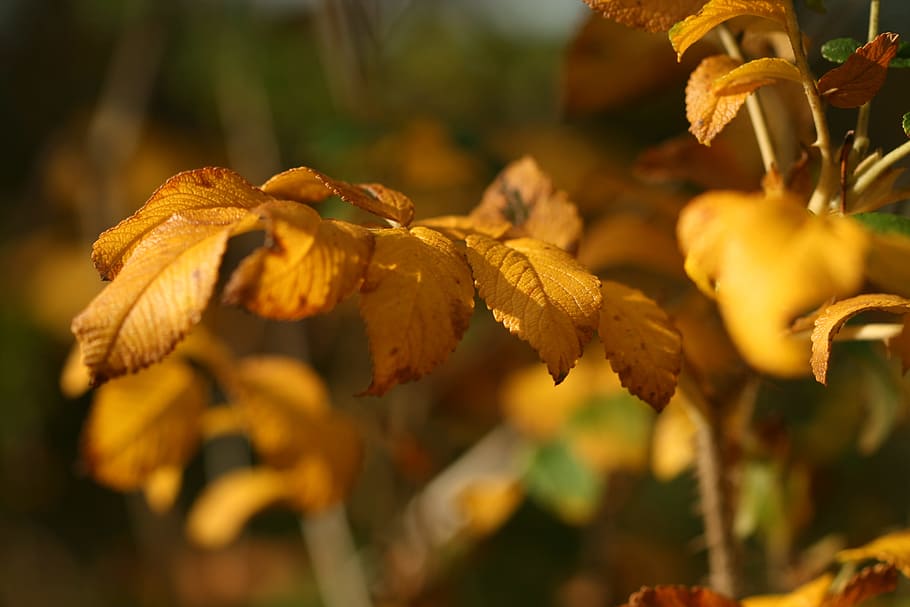 tilt shift lens photography of brown leaf, plant, autumn, fall HD wallpaper