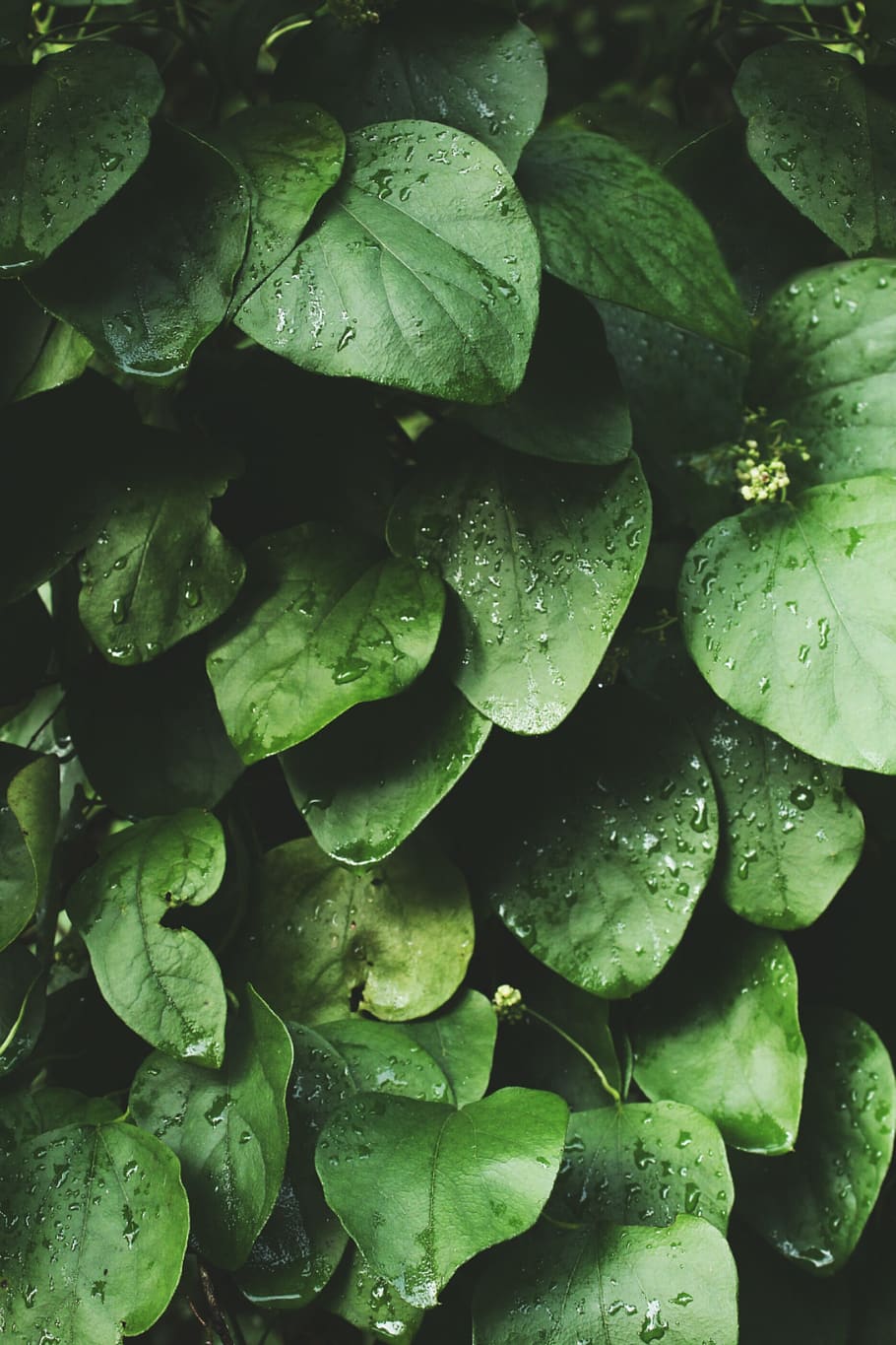 leaves, tree, nature, green, water, rain, drops, full frame HD wallpaper