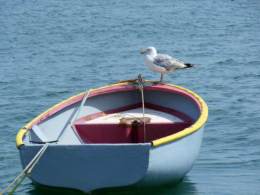 boat, ship, row, rowboat, seagull, bird, ocean, river, nautical vessel HD wallpaper