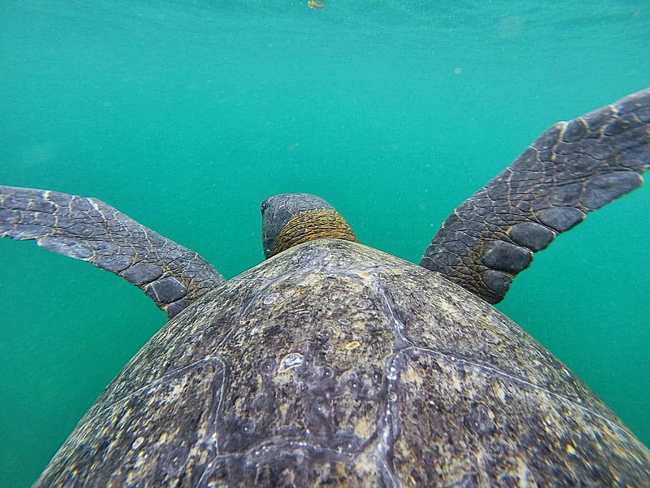 sea turtle on water, ocean, shell, flipper, animal, marine life HD wallpaper