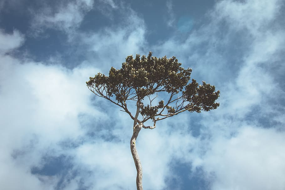 green tree under blue and white sky, plant, tree trunk, nature HD wallpaper