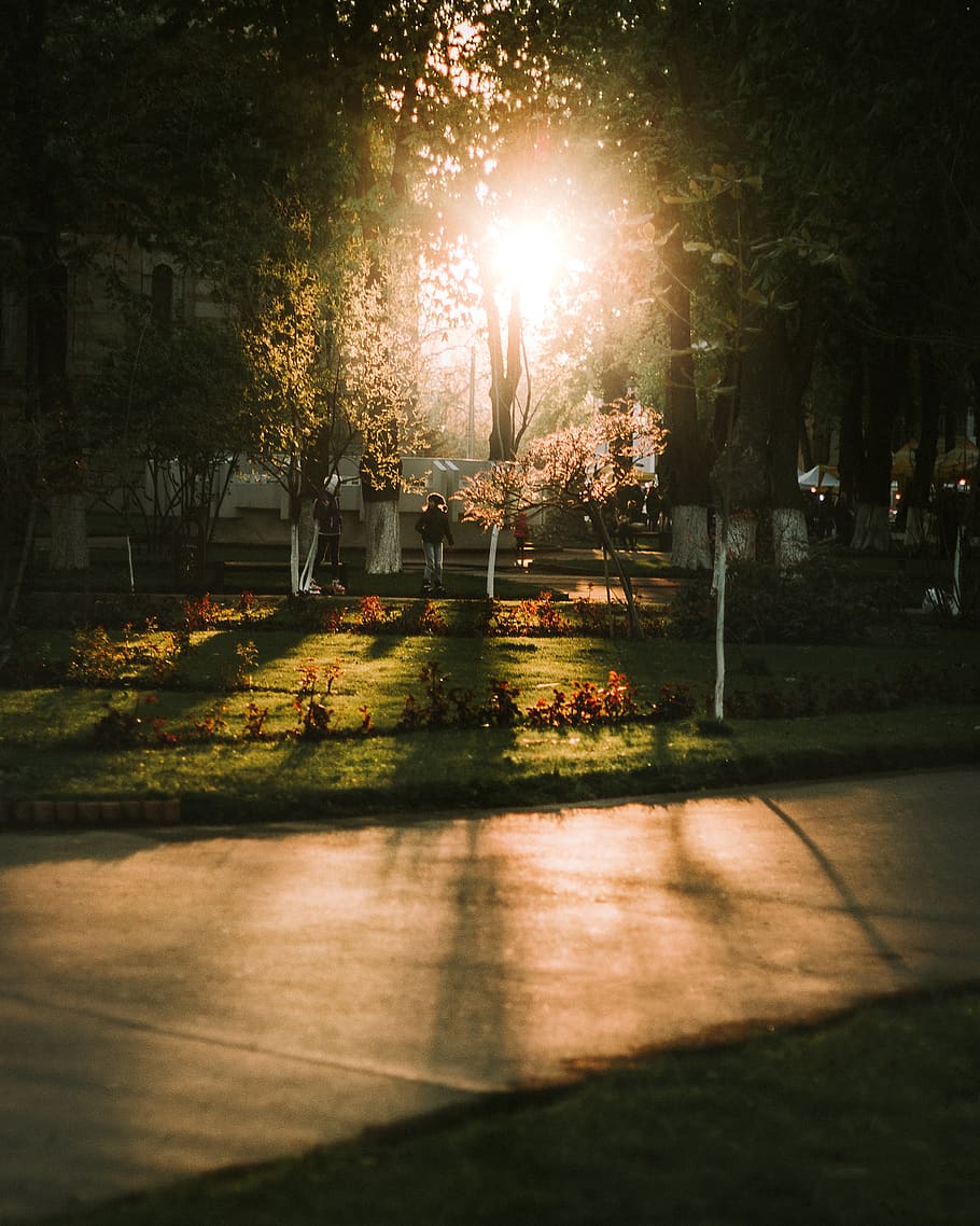 sunset, sunlight, tree, plant, nature, park, shadow, park - man made space HD wallpaper