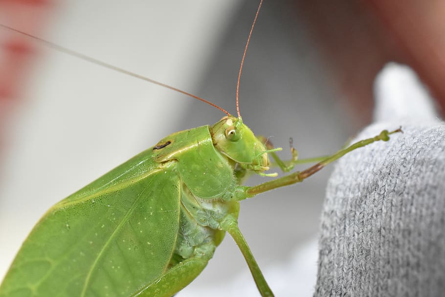 insect, cricket, grasshopper, nature, green, insects, antennas HD wallpaper