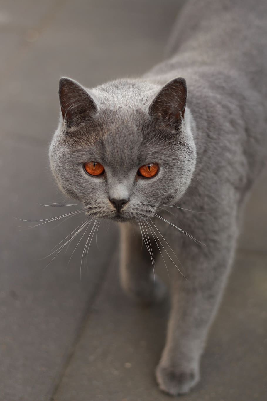 cat, grey, eyes, focused, fluffy, mammal, one animal, domestic HD wallpaper