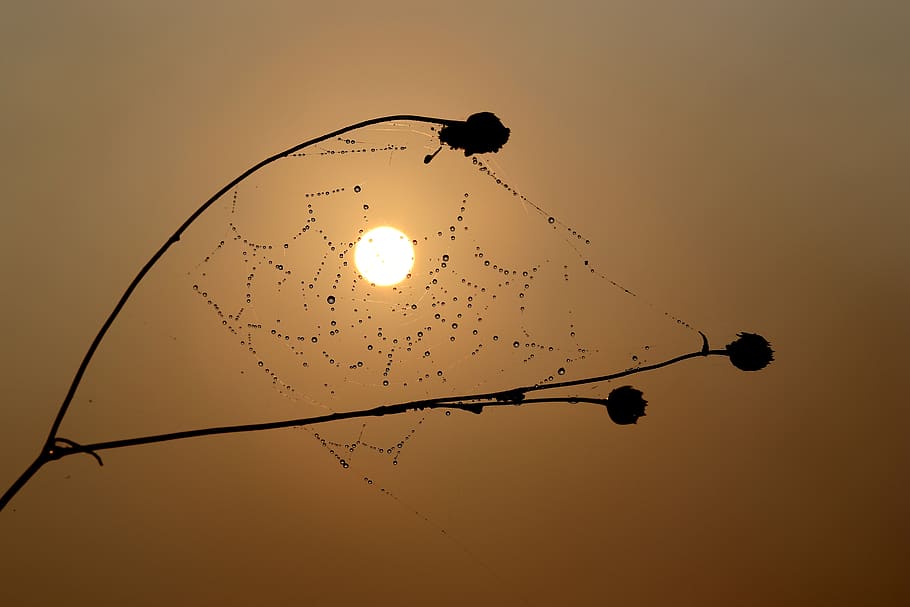sunrise, spider web, drops, water, dew, plant, caught, in the morning, HD wallpaper