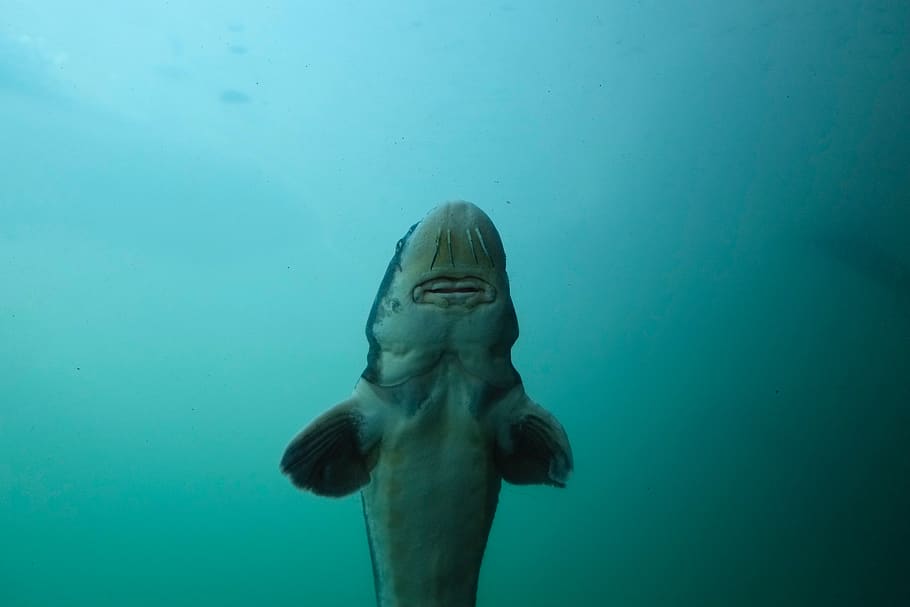 white and gray fish underwater, aquatic, animal, outdoors, diving HD wallpaper