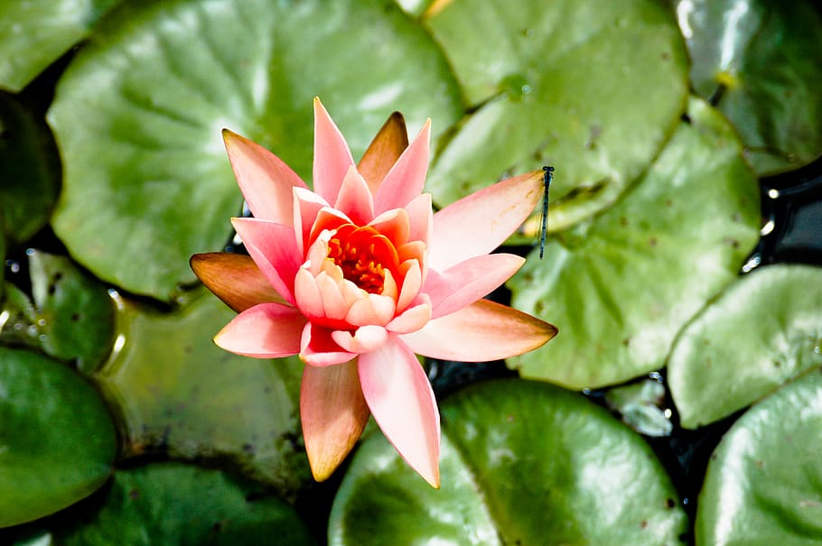 flower, flowering plant, beauty in nature, freshness, close-up HD wallpaper