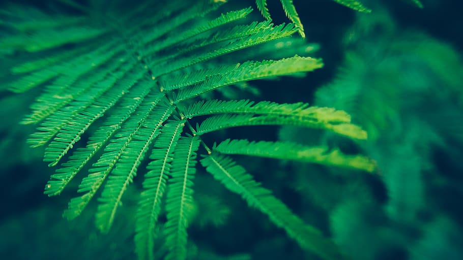 tree, wallpaper, landscape, nature, forest, green color, fern HD wallpaper