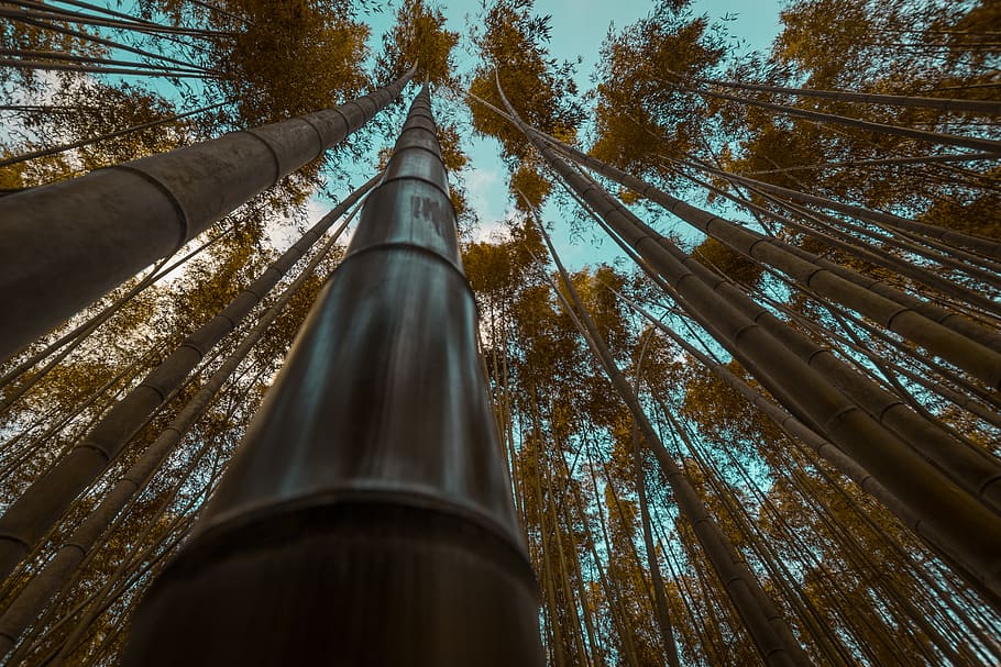 bamboo trees, low angle view, plant, tall - high, nature, forest HD wallpaper
