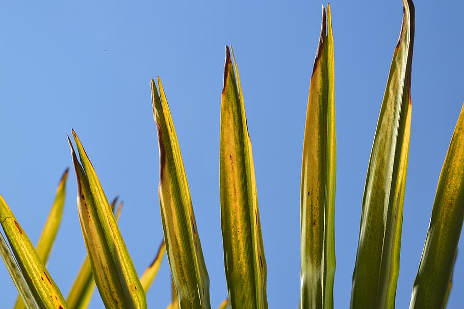 portugal, barcelos, growth, sky, blue, nature, plant, no people HD wallpaper