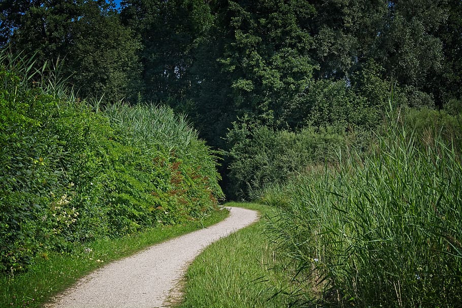trail, away, trees, nature, forest, hiking, forest path, promenade HD wallpaper