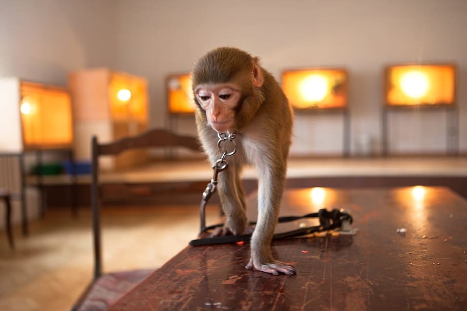 monkey, indoors, closeup, ape, mammal, sitting, brown, creature HD wallpaper