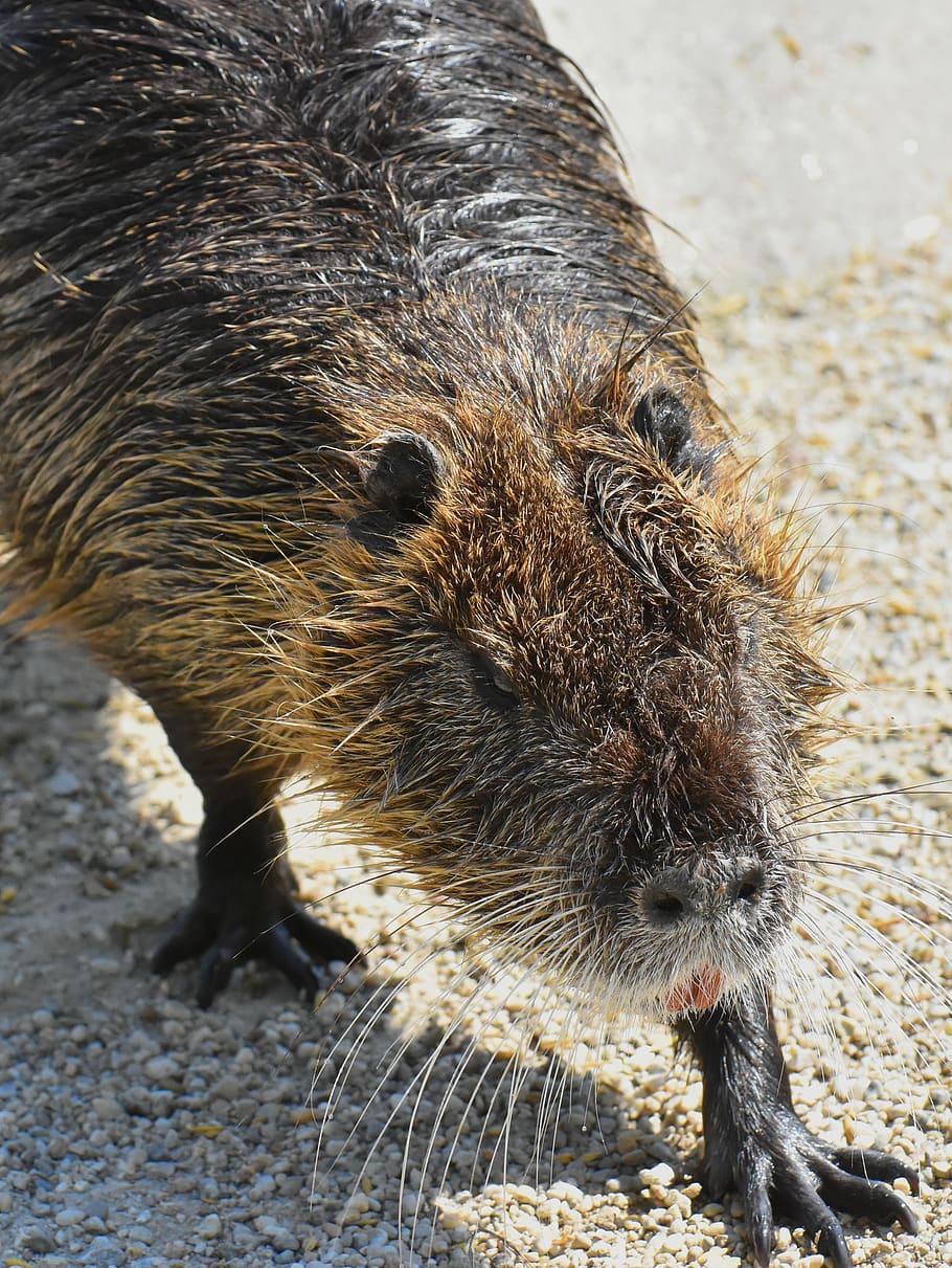 nutria, water rat, splashing, animal world, nature, fur, rodent HD wallpaper