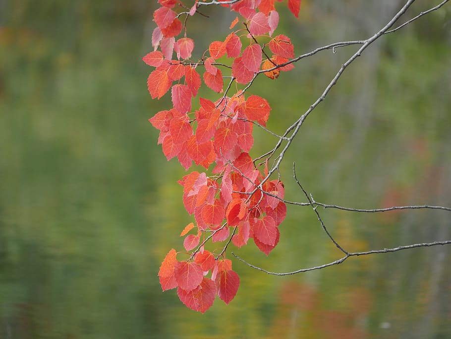 red leaves, fall, autumn, foliage, october, nature, plant, growth HD wallpaper