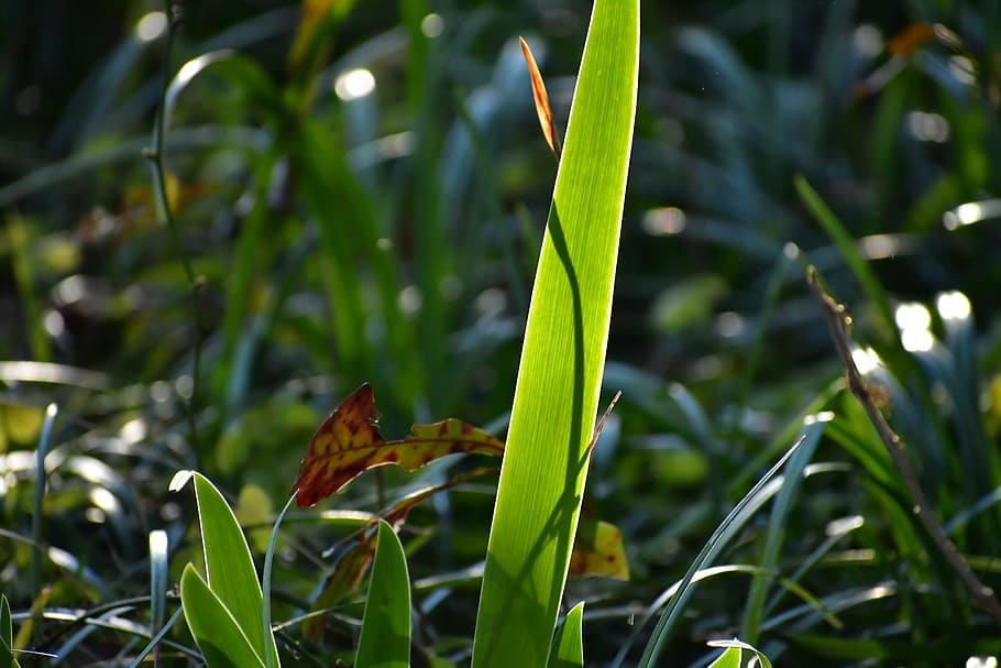 plant, growth, beauty in nature, green color, grass, close-up HD wallpaper