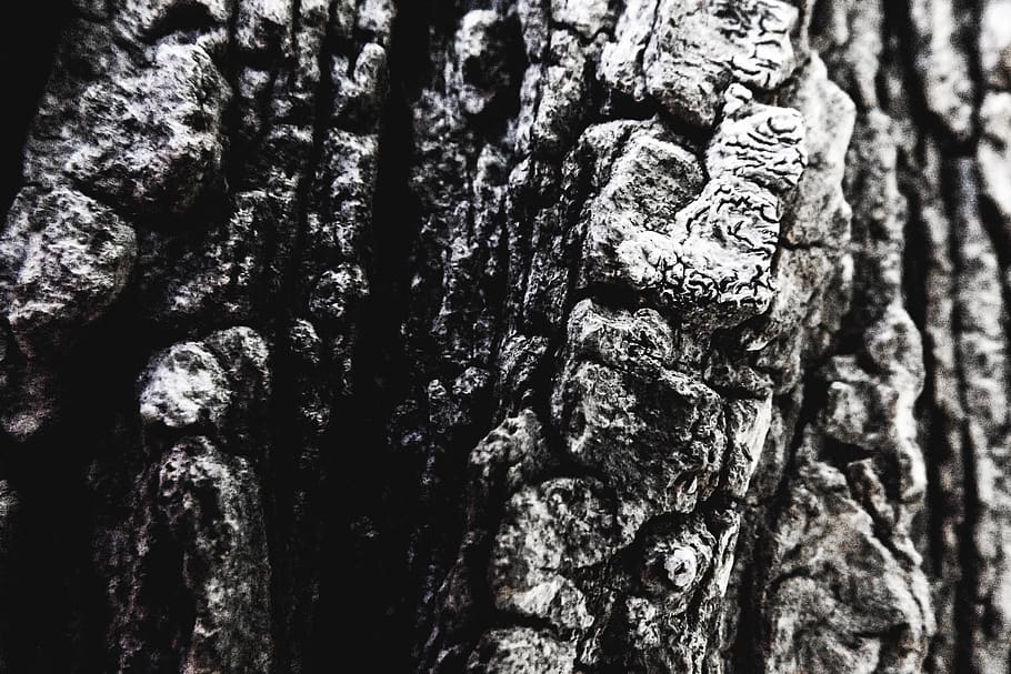 tree trunk, textured, backgrounds, close-up, no people, full frame HD wallpaper