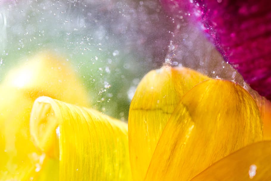 tender, sensitive, flower, blossom, bloom, close up, filigree HD wallpaper