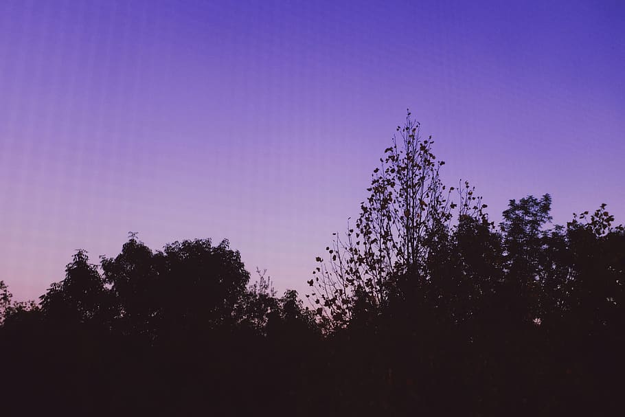 plant, tree, growth, sky, beauty in nature, tranquility, tranquil scene HD wallpaper