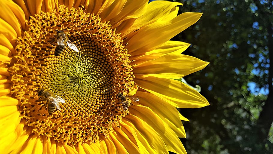 sunflower, nature, bee, yellow, flora, flowering plant, flower head HD wallpaper