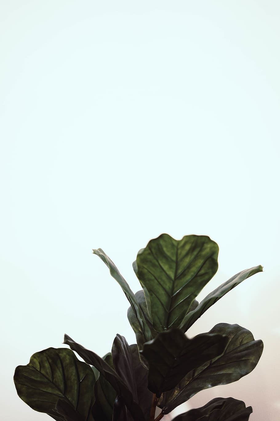 green-leafed plant, blossom, flower, background, potted plant HD wallpaper