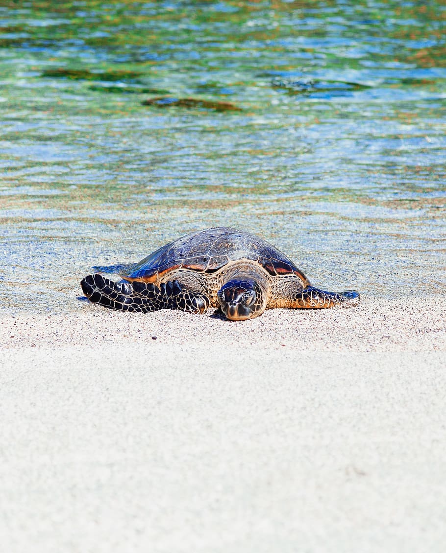 sea, water, turtle, white, sand, beach, shore, coast, nature HD wallpaper