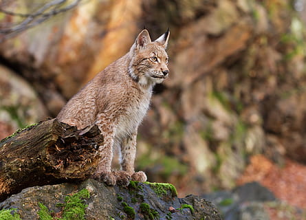 brown lion, lynx, mammal, wildlife, animal, pet, cat, czechia HD wallpaper