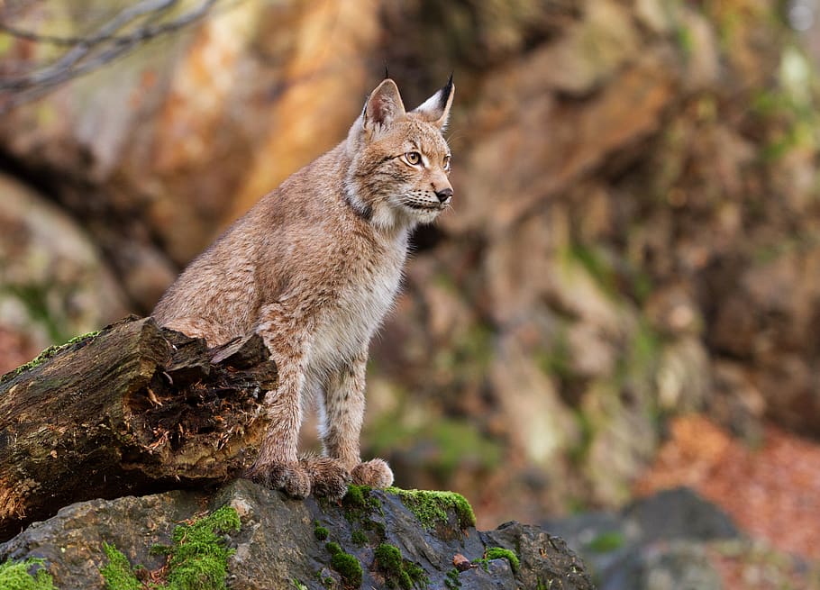 brown lion, lynx, mammal, wildlife, animal, pet, cat, czechia HD wallpaper