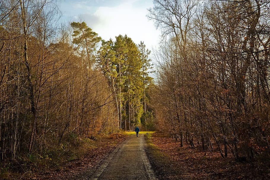 forest, away, nature, forest path, trees, landscape, trail HD wallpaper