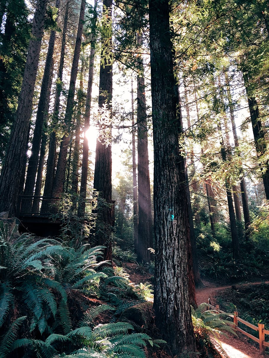 sunlight going through forest during daytime, plant, tree, tree trunk HD wallpaper