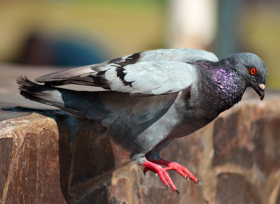 pigeon, dove, bird, animal, fauna, feather, vertebrate, animal wildlife